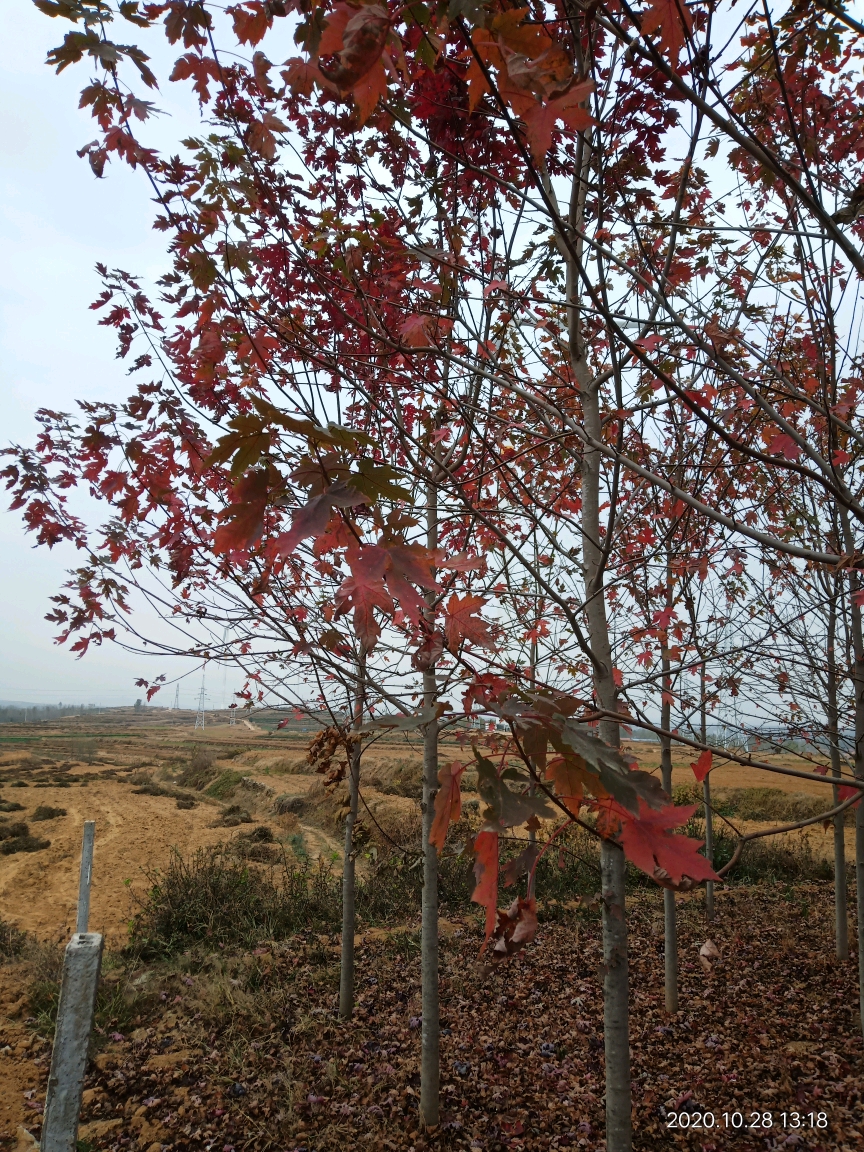 霜葉紅于二月花