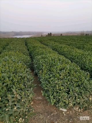 茶园