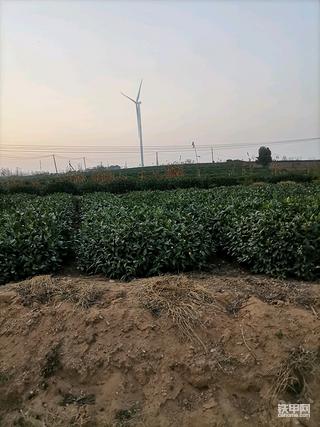 茶园