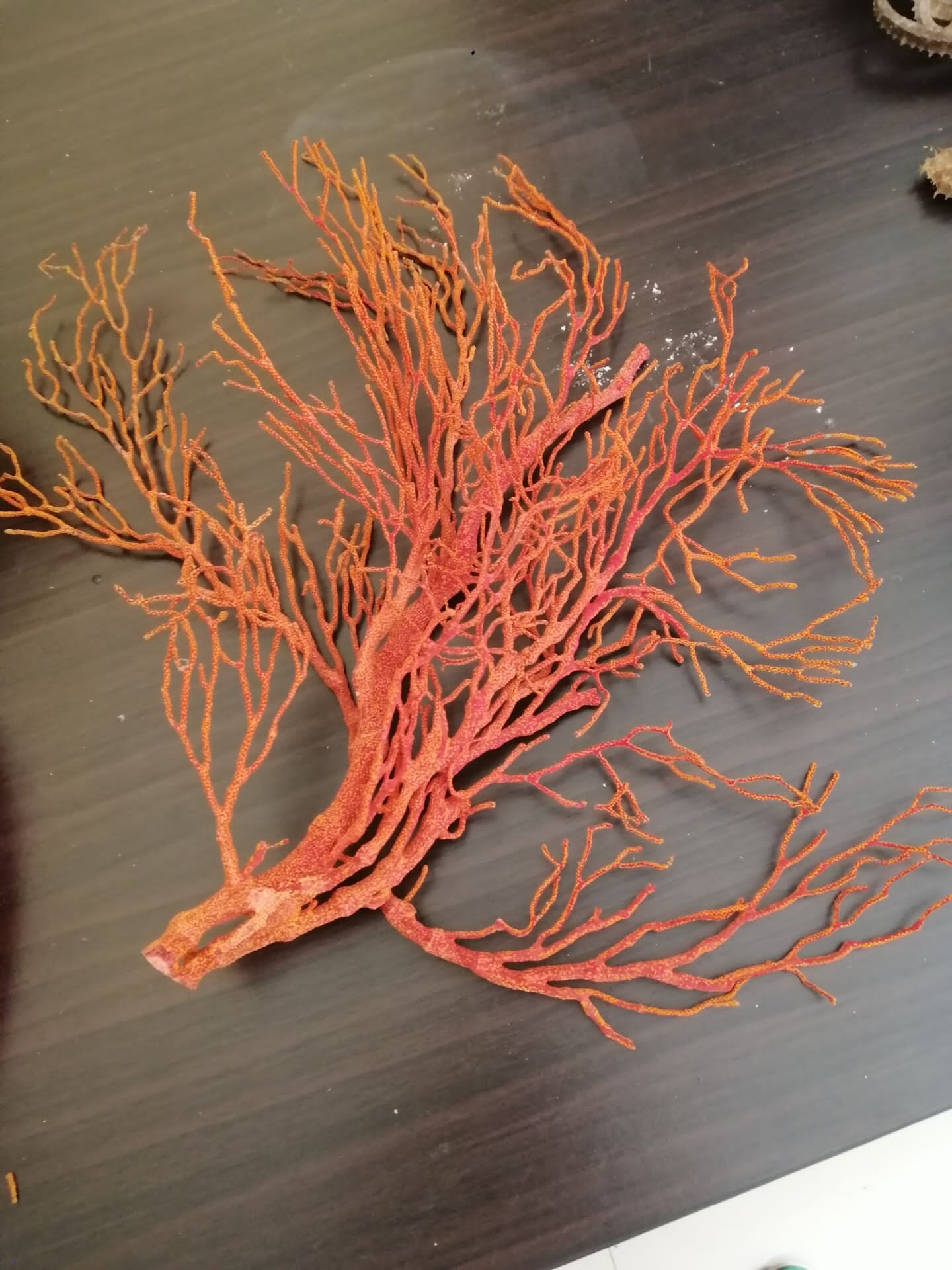 紅珊瑚