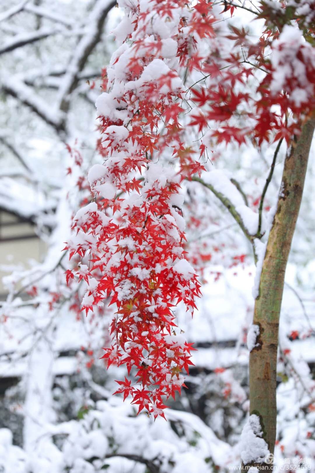 楓葉紅