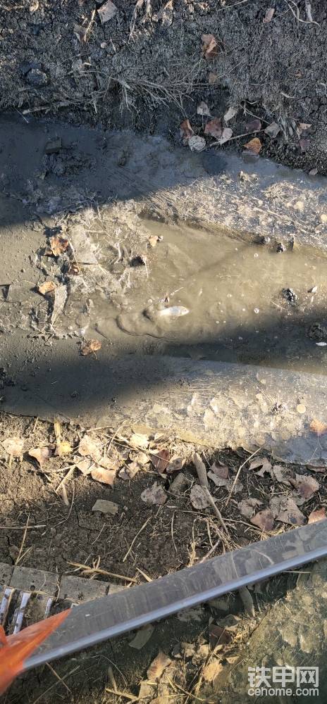 小鱼要被冻死了