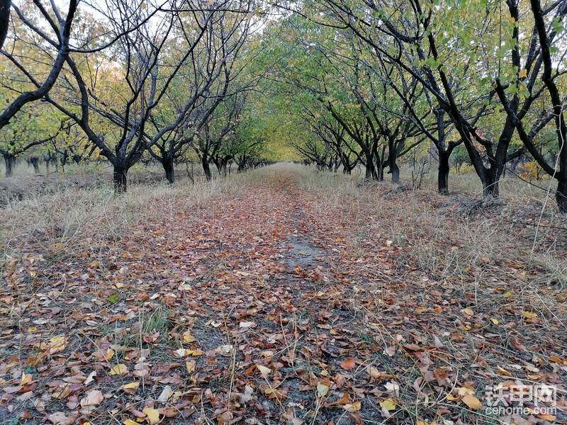 杏園開溝