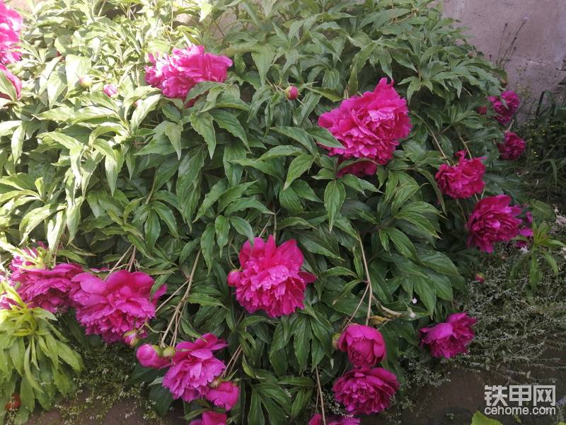 院子里的芍藥花開了，春天真的來了