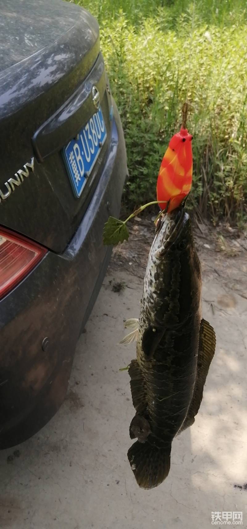 路亞雷蛙中黑魚一尾