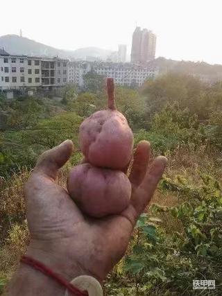 【铁甲日记第十天】