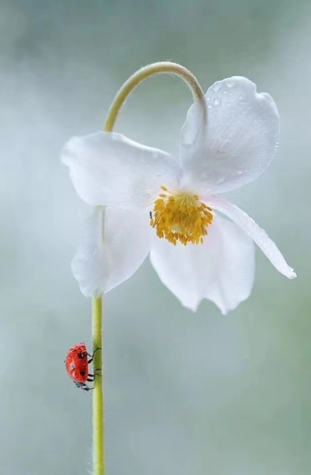 蝶戀花