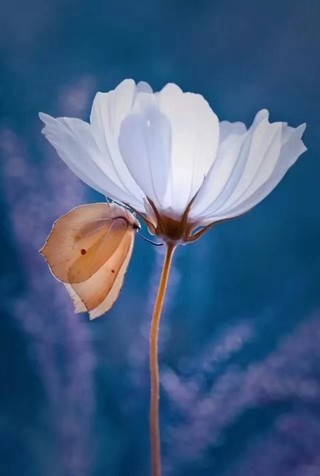 蝶戀花