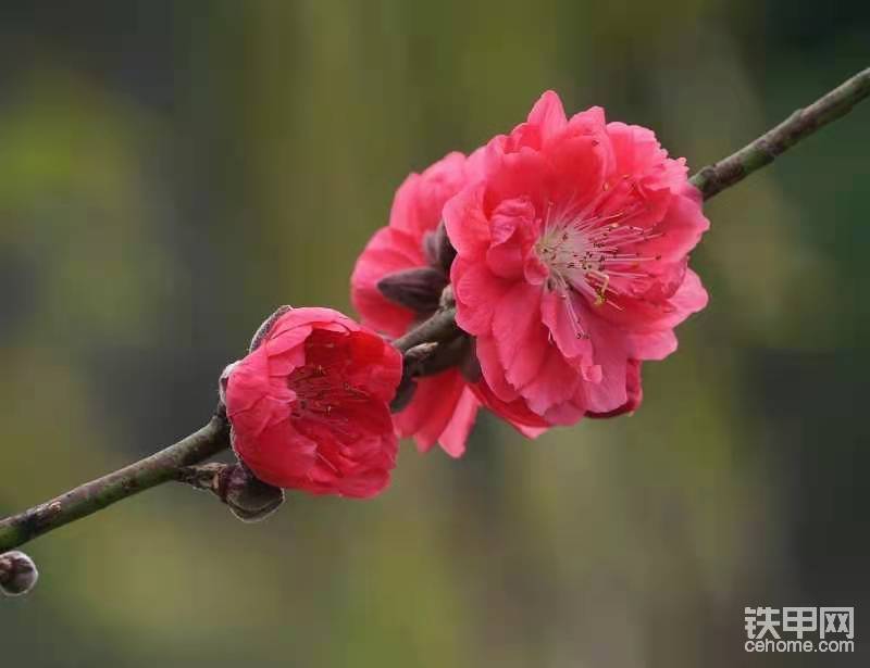 梅花開了，-帖子圖片