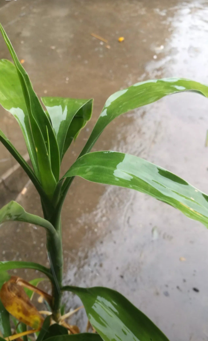 春雨