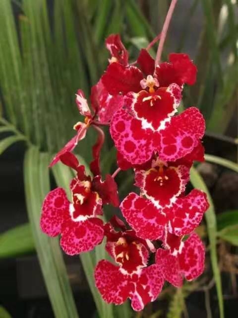 胡蝶蘭花