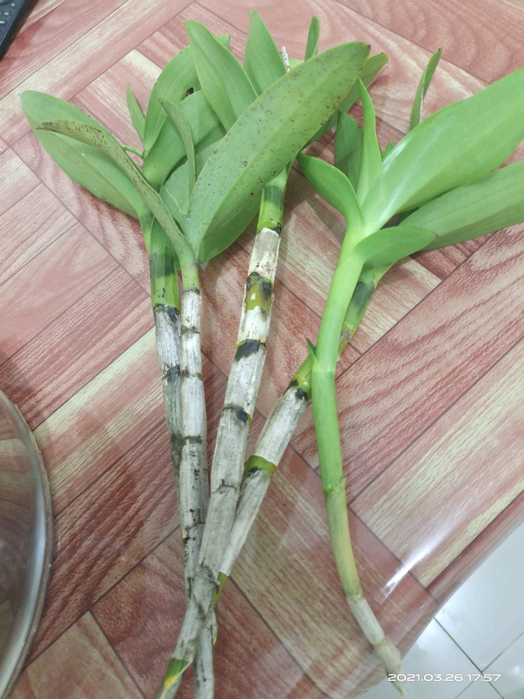 鐵皮石斛和破山推