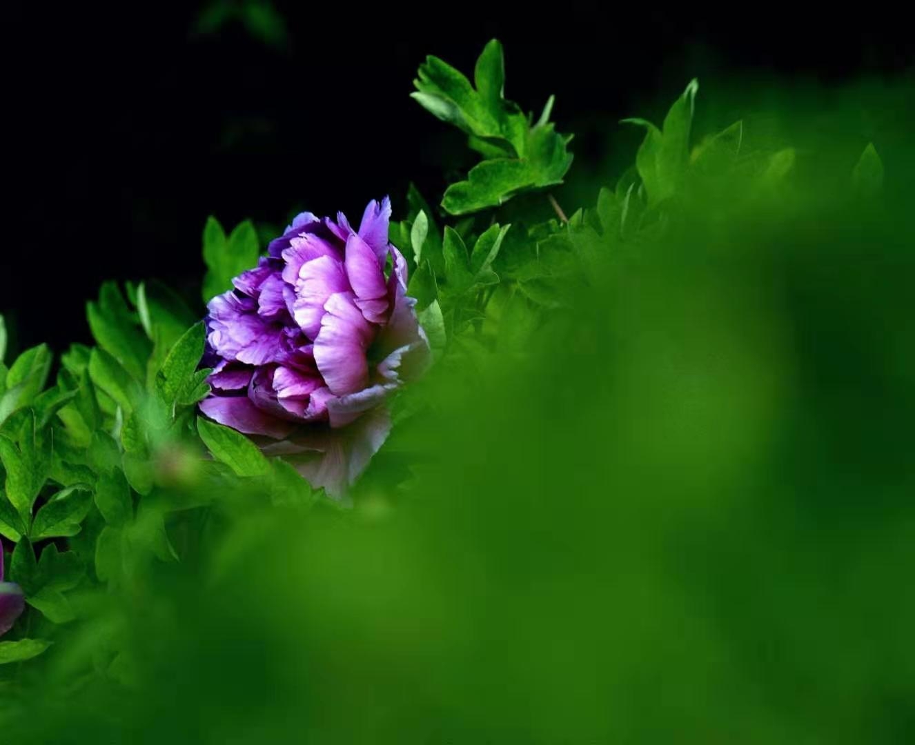 曹縣牡丹