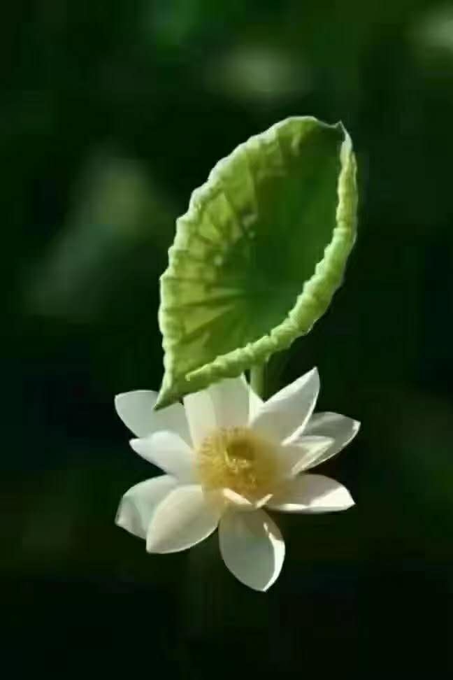 荷