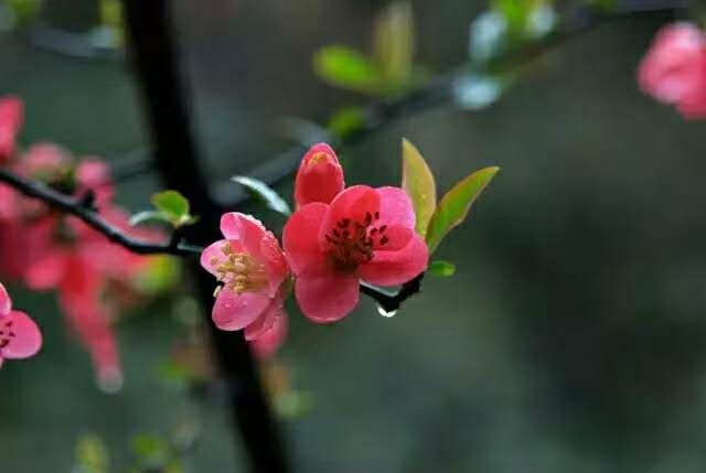 春花燦爛