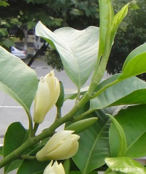 花香迷人