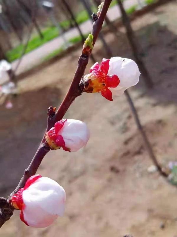 花蕾