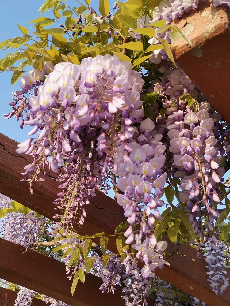 紫藤花開