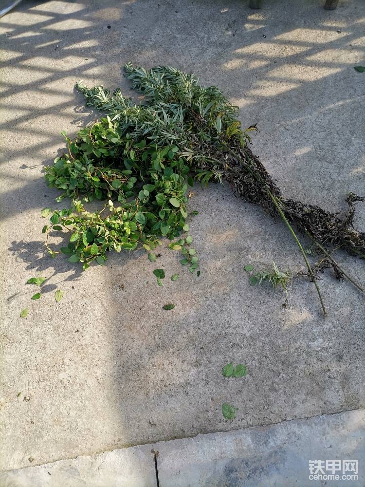 艾葉和金銀花藤晚上洗澡