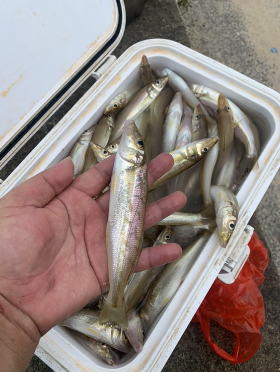 魚獲