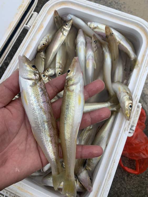 魚獲