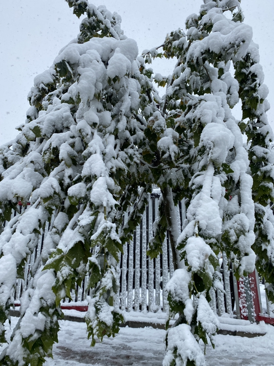 立冬下雪