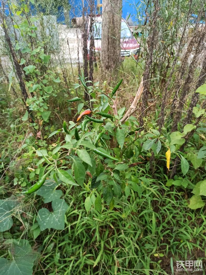這株小米辣椒苗活了4年，真是奇跡。