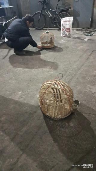 石鸡