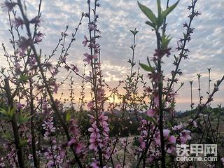 春意盎然，甲友们都在干啥活？