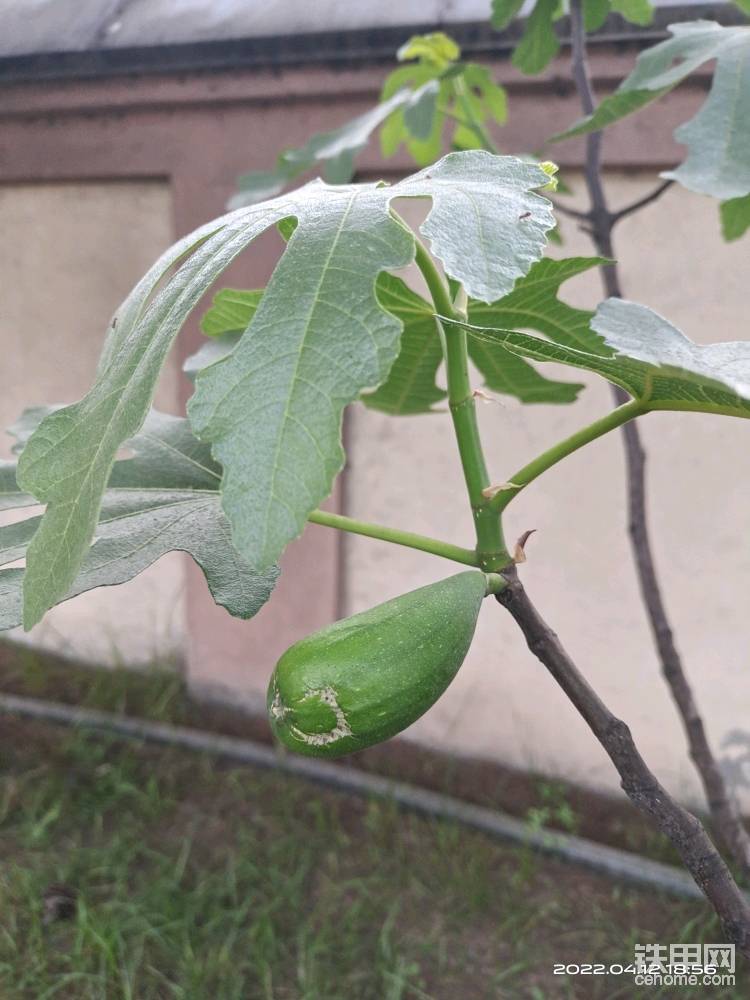 塔國無花果-帖子圖片