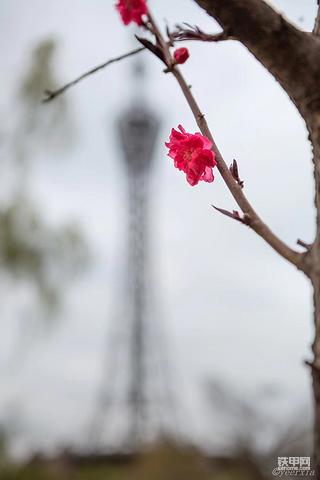 雪中情！