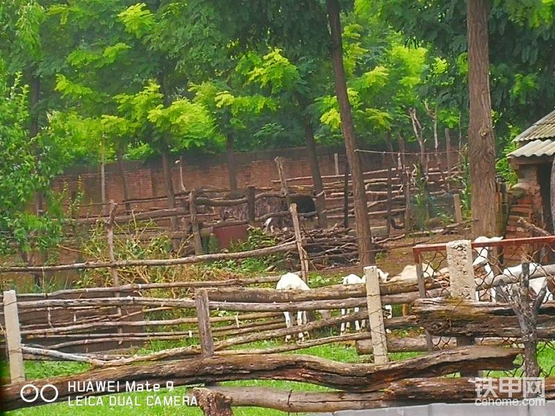 干活還能看鴕鳥-帖子圖片