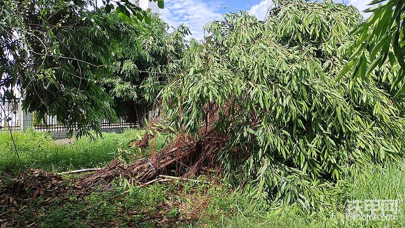 臺(tái)風(fēng)馬鞍-帖子圖片