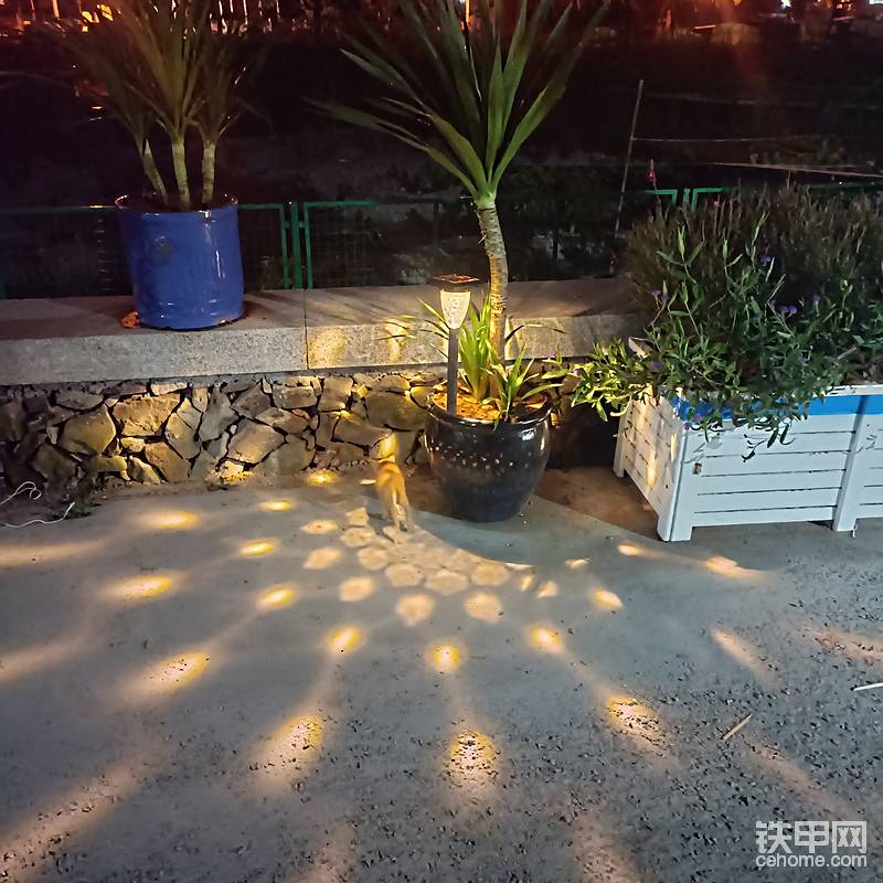Cat與裝飾燈