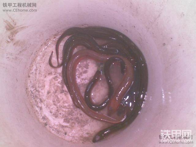 黃鱔