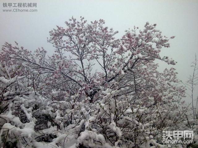 2010年4月15下的雪