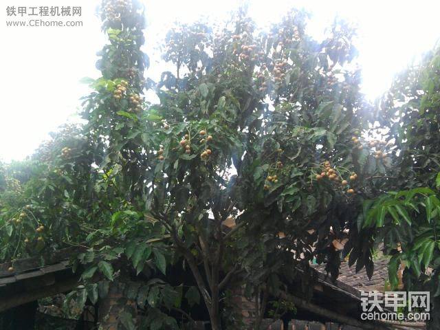 黃皮熟了