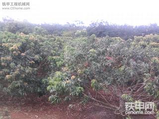 今天去荔枝园挖荔枝树头，摘了很多椰子