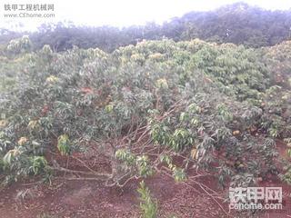 今天去荔枝园挖荔枝树头，摘了很多椰子