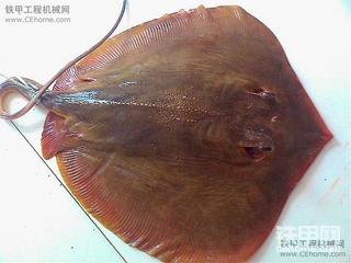 大家看看这是什么鱼啊  长江里捞的