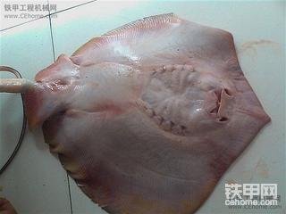 大家看看这是什么鱼啊  长江里捞的