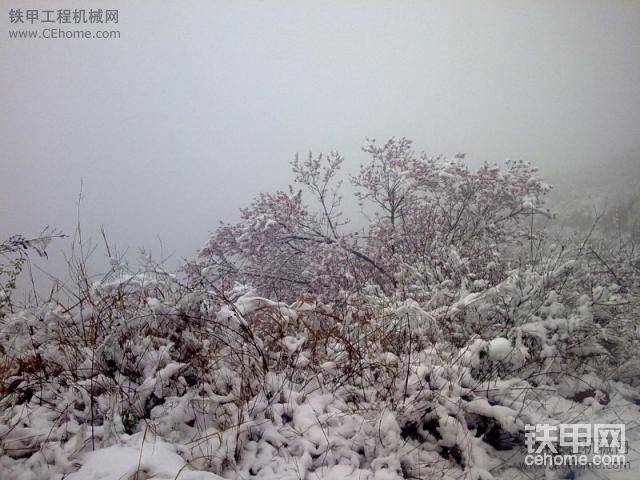 桃花雪