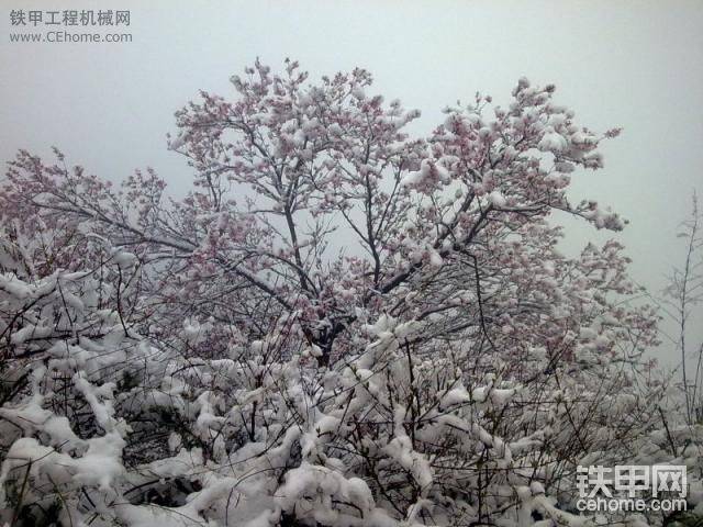 桃花雪