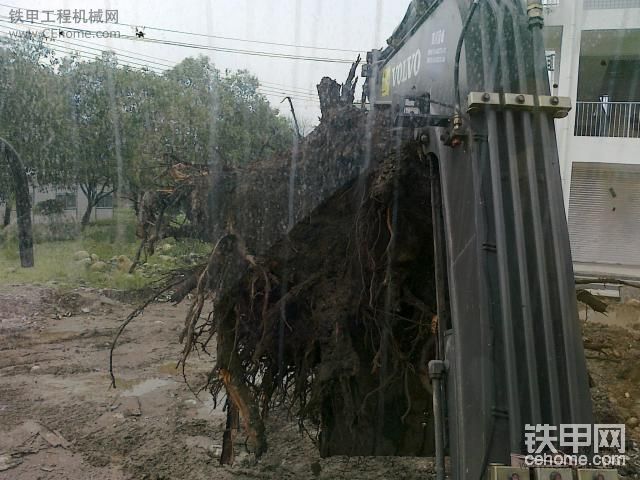 挖樹根咯！瘋狂一哈