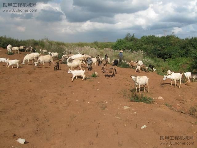 我们的工地，有山羊，绝对美味