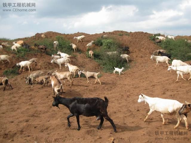 我们的工地，有山羊，绝对美味