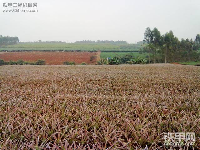 路边的风景