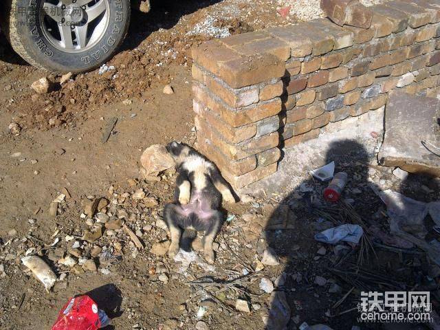 不是死狗，它在曬太陽(yáng)