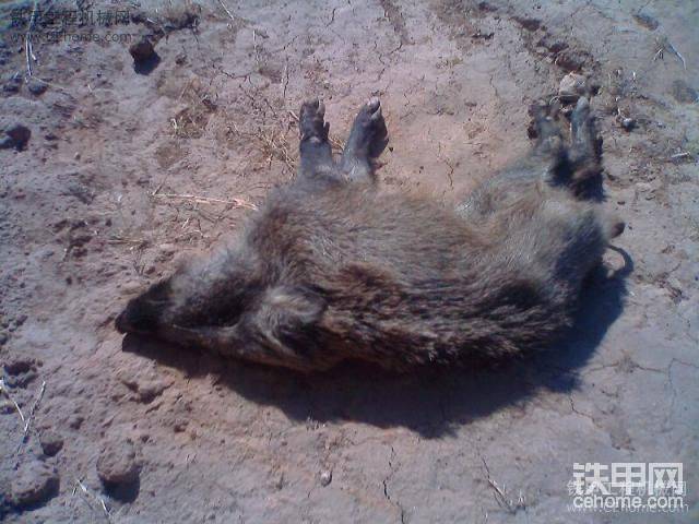 老板養(yǎng)的野豬給死了一個