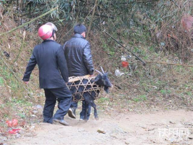 這個羊沒了
